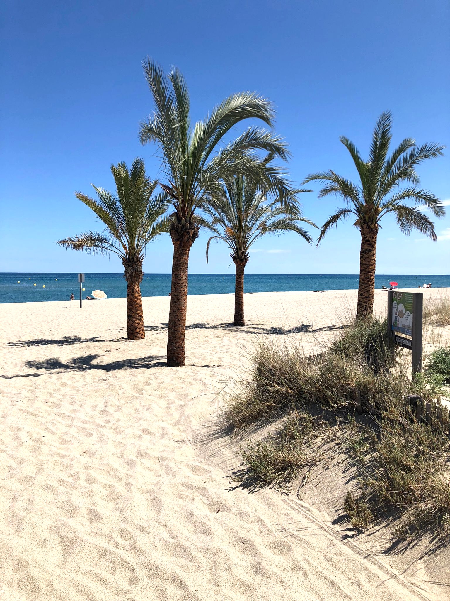 Meer mit Palmen
